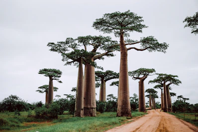 trees near pathway during daytime