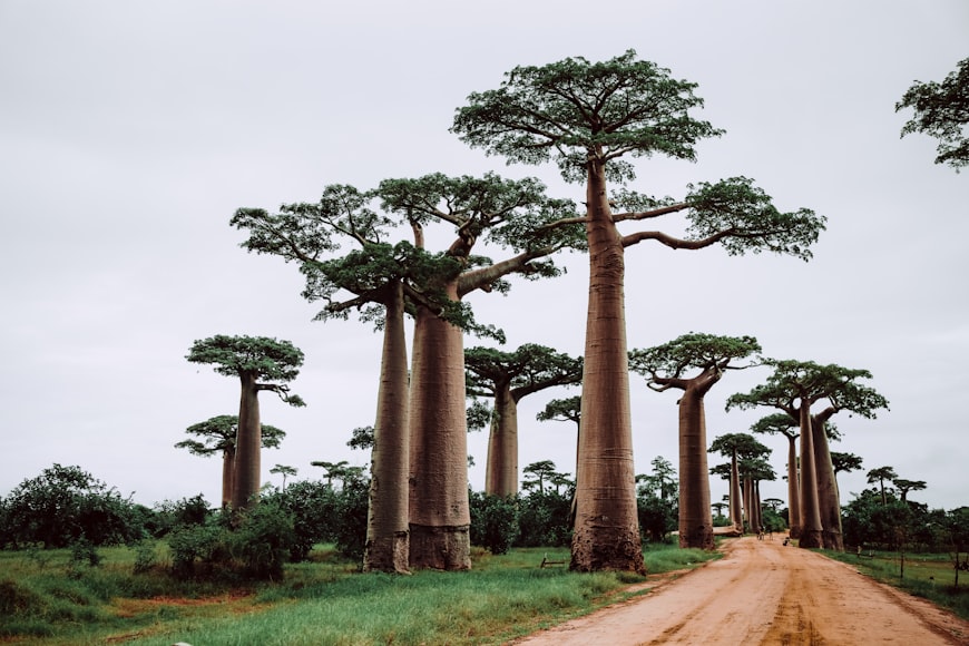 Madagaskar, Aleja baobabów