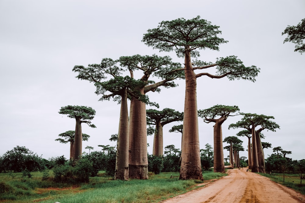 trees near pathway during daytime