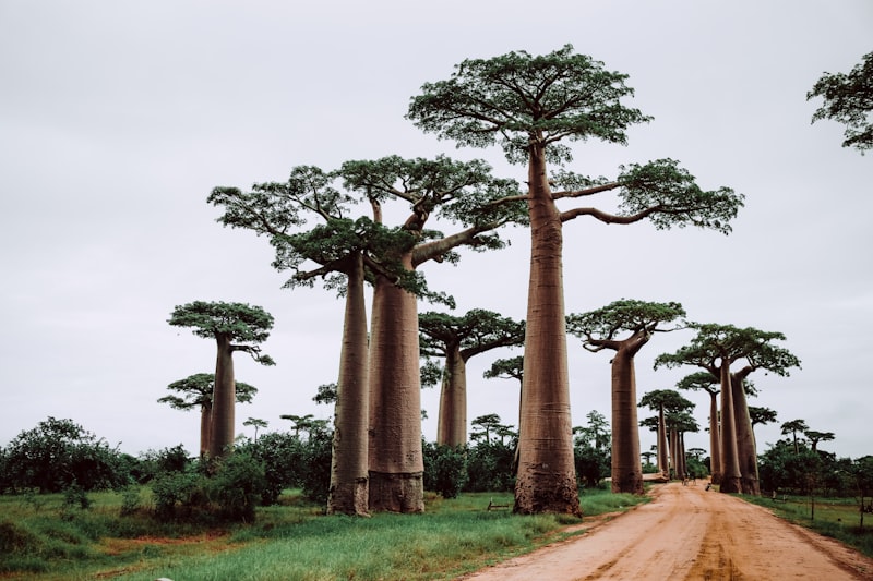 Baobabs durante el día en Madagascar