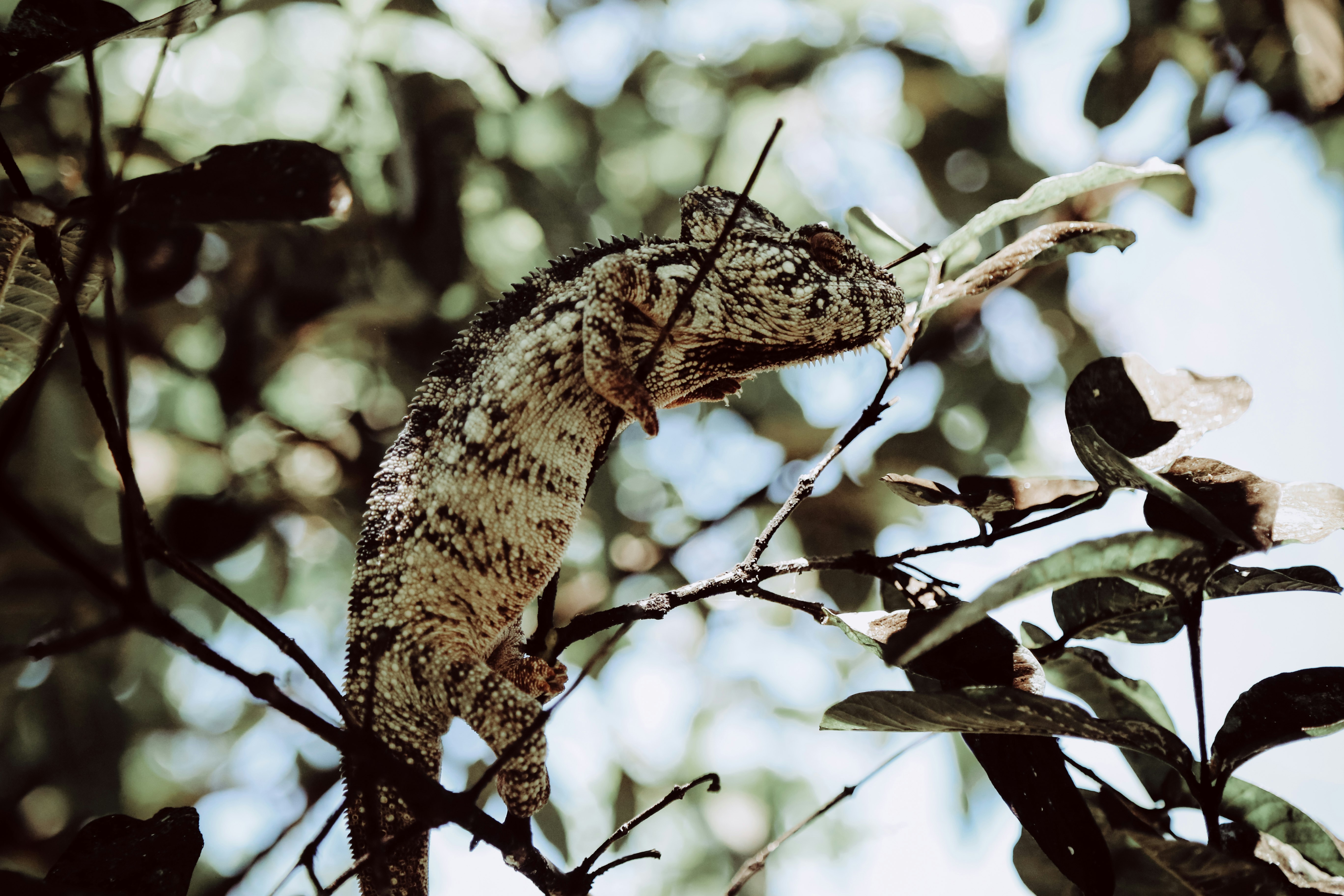 brown reptile on tree