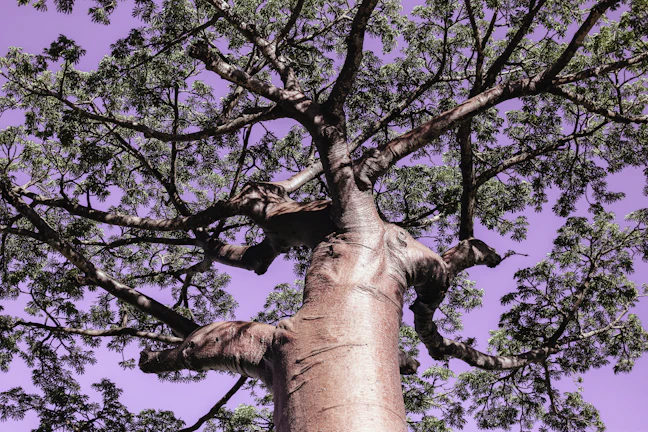 Luxury 2-Day Morondava Itinerary: Baobabs & Private Tours