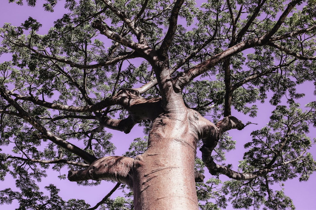 low angle photography of green-leafed tree during daytime