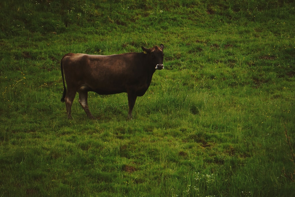 brown cow