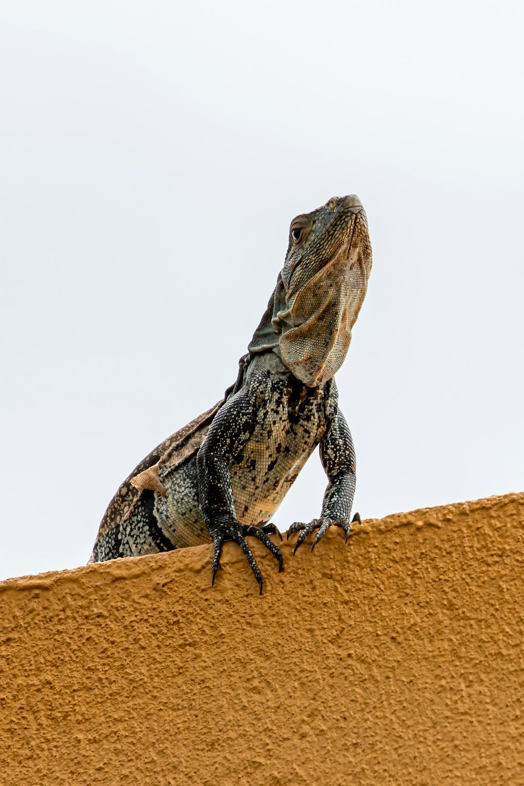 Wildlife photo spot Esterillos Beach San Isidro de El General