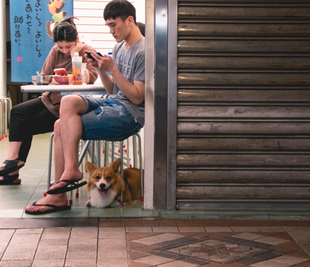 adult white and tan Corgi under table