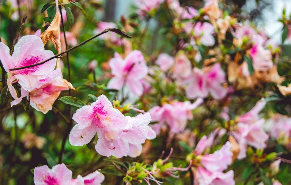 white-and-pink-petaled flowers