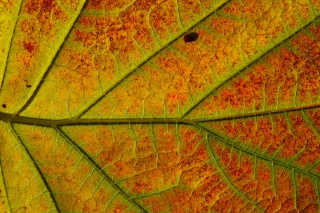 orange and green leaf