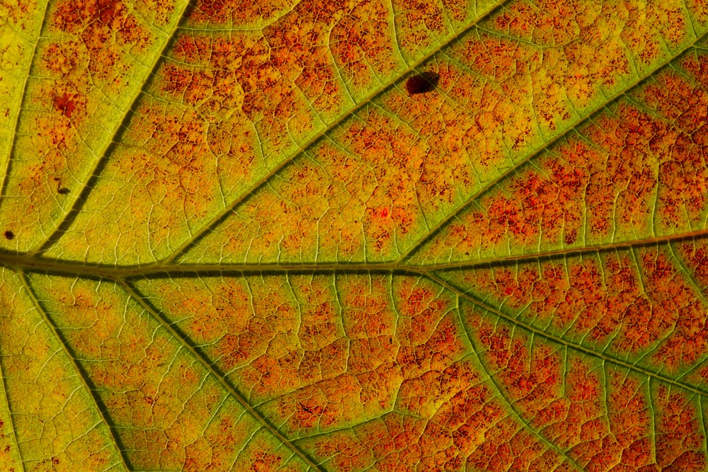 orange and green leaf