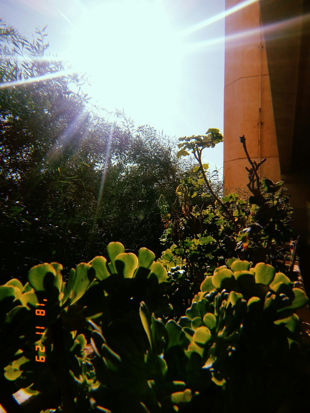 green leaf plants and trees during day