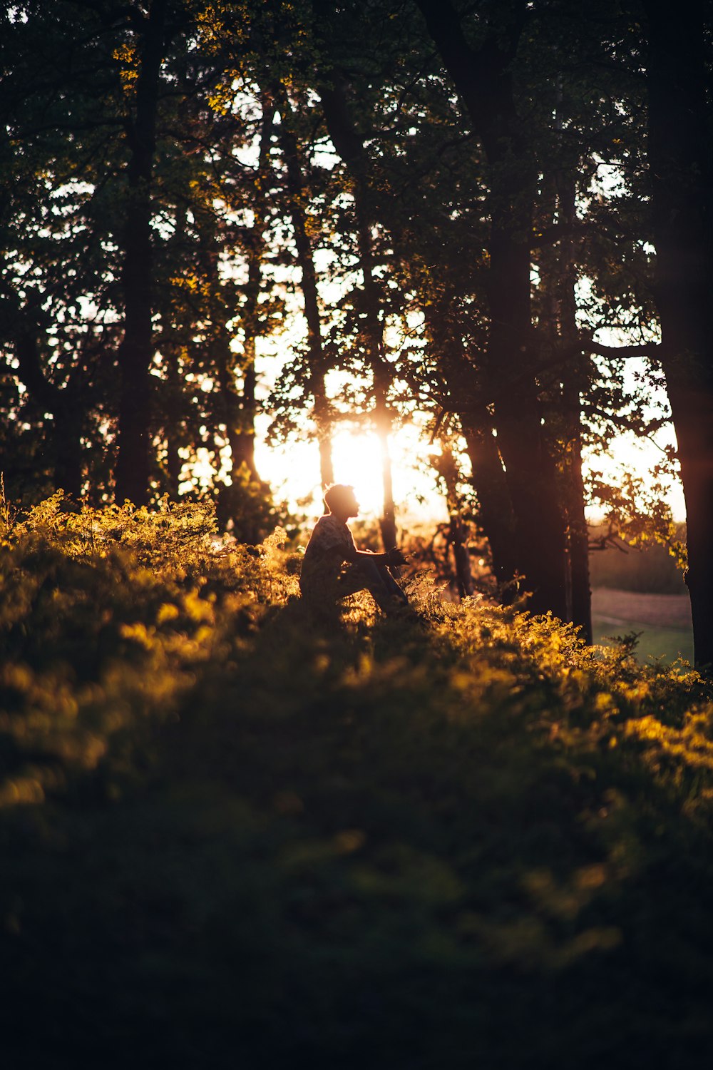 silhouette of person sitting on ground under trees