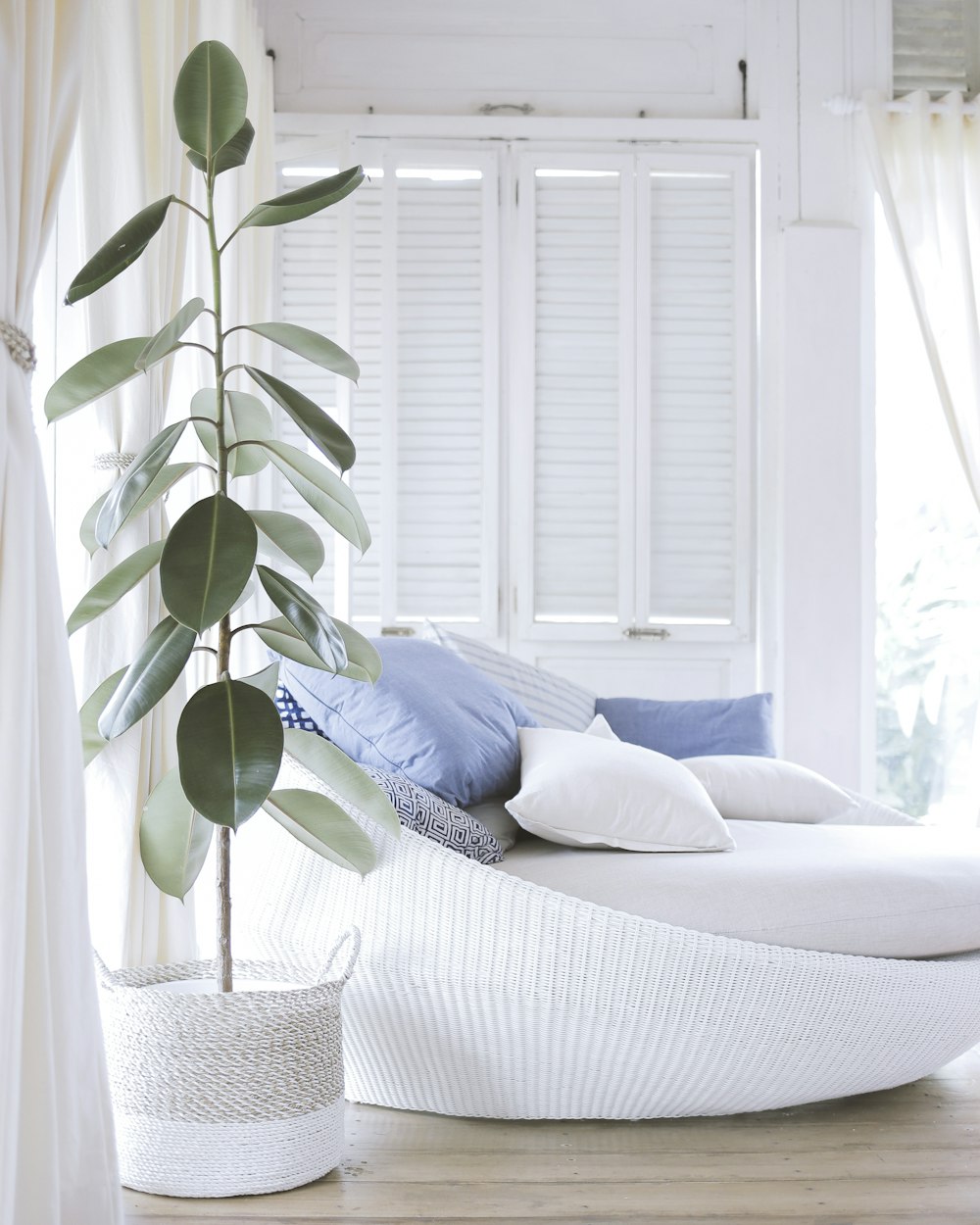 green-leafed rubber plant on white pot