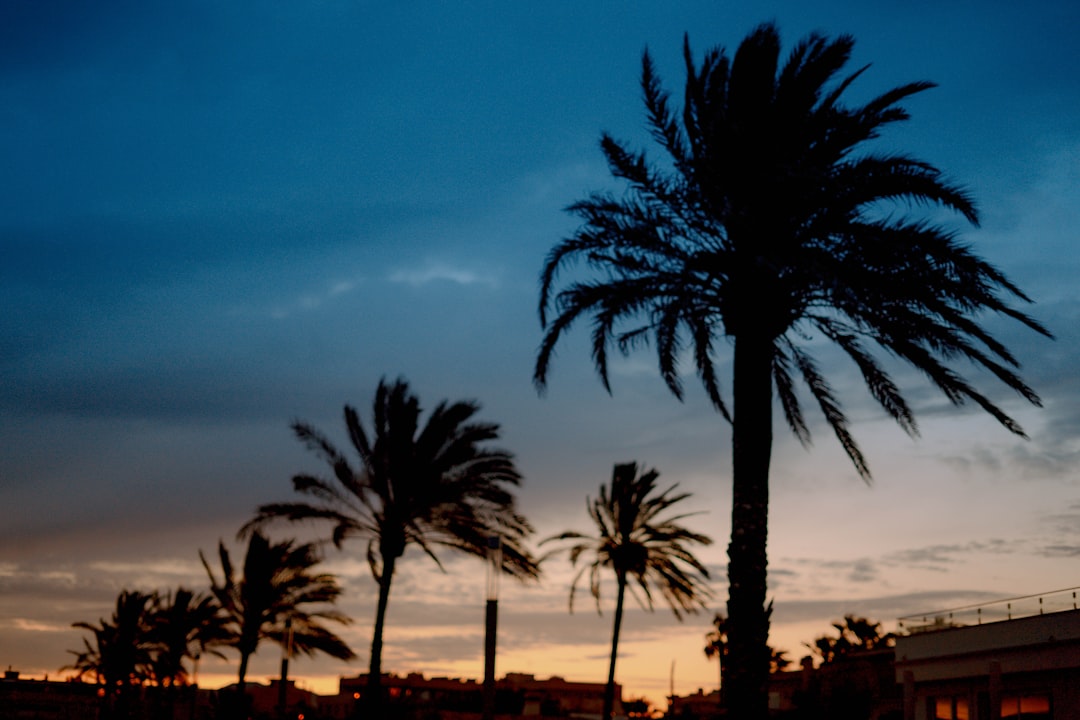 palm trees and buildings during day