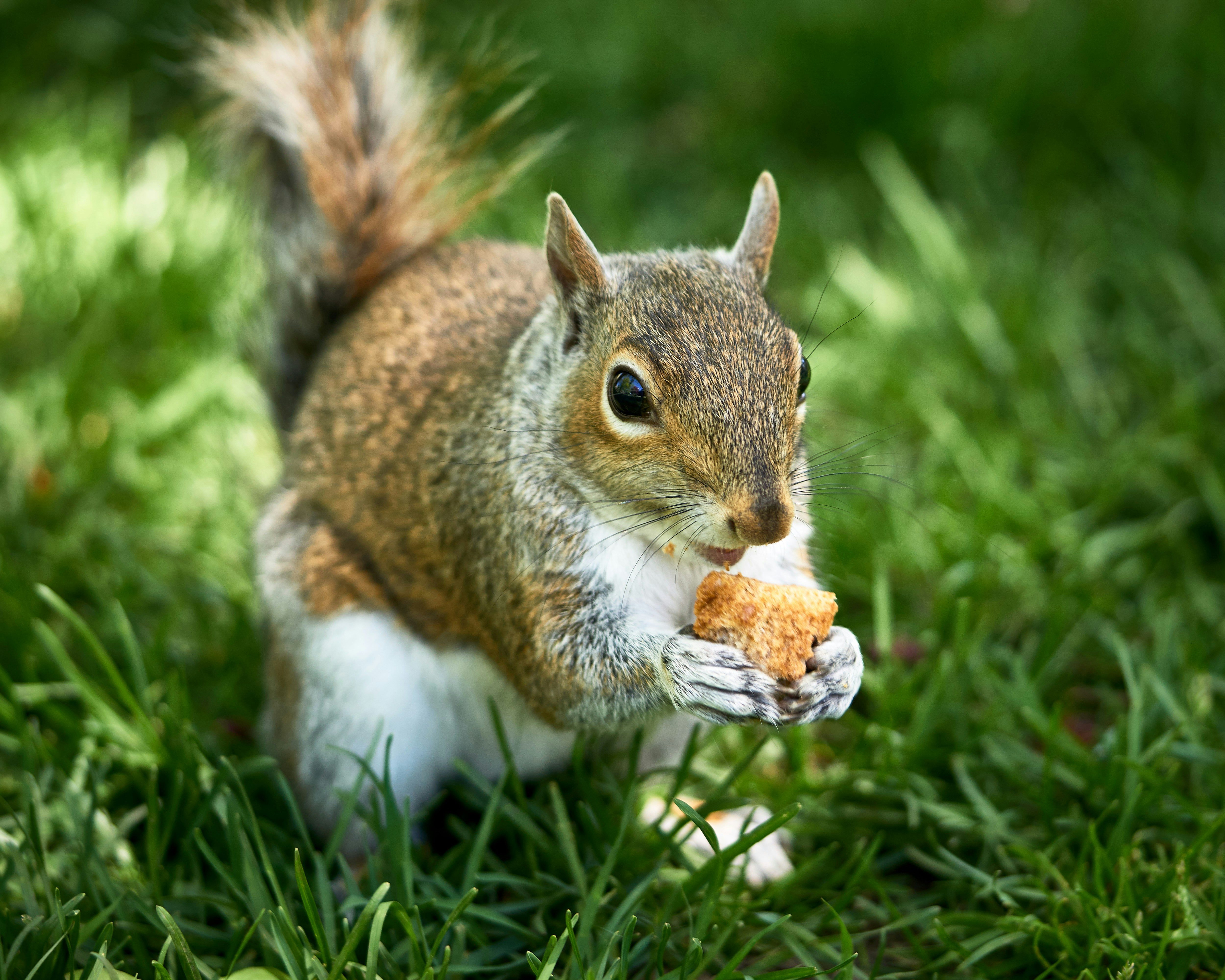 closeup photo of squirrel eating nut on green grass