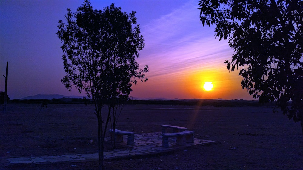 trees and benches during golden hour