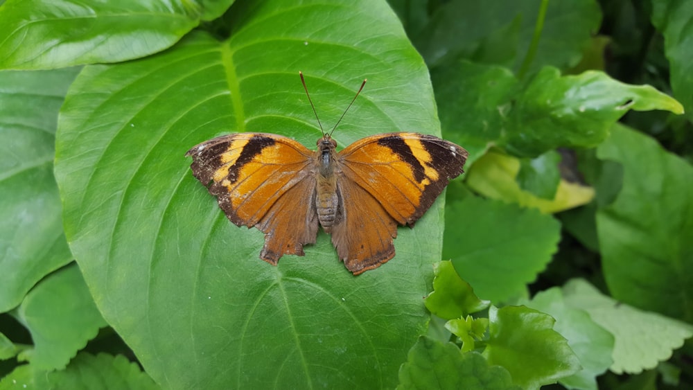 brown butterfly on leaf