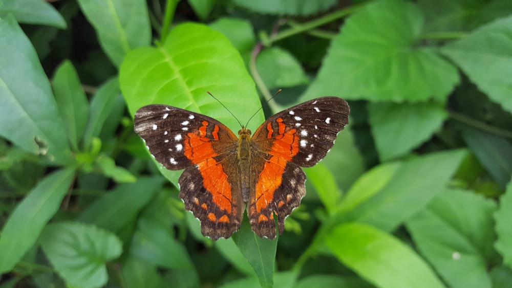 brown and orange butterlfy