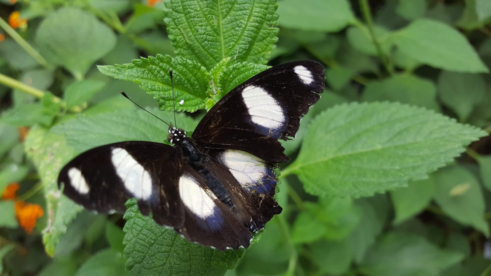 black butterfly on branch