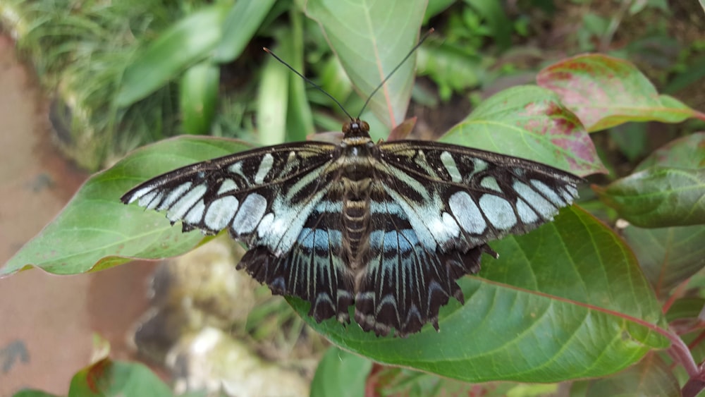 black butterfly on leaf