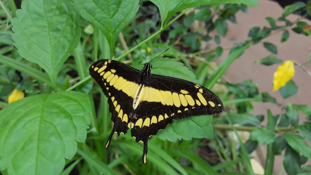 black and yellow butterfly on flower