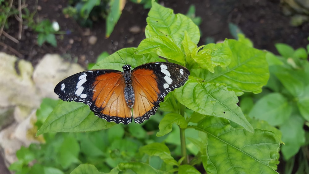 black, white, and brown butterfly perched on green leaf