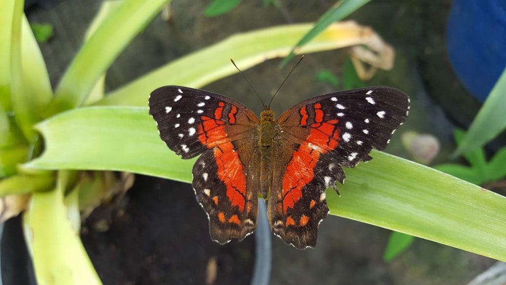 brown and black butterfly on flower