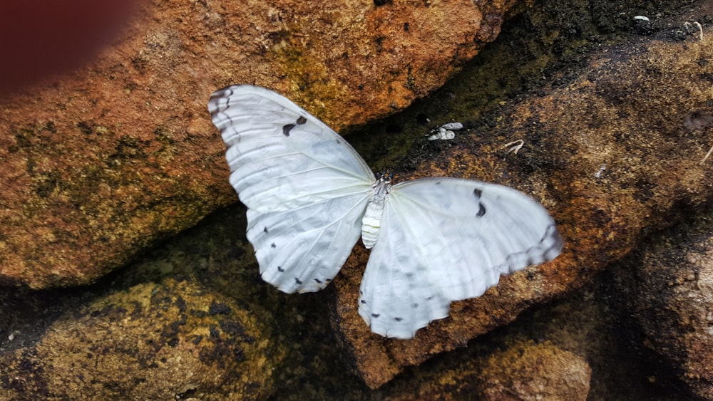 white butterfly