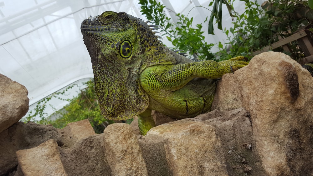 green iguana