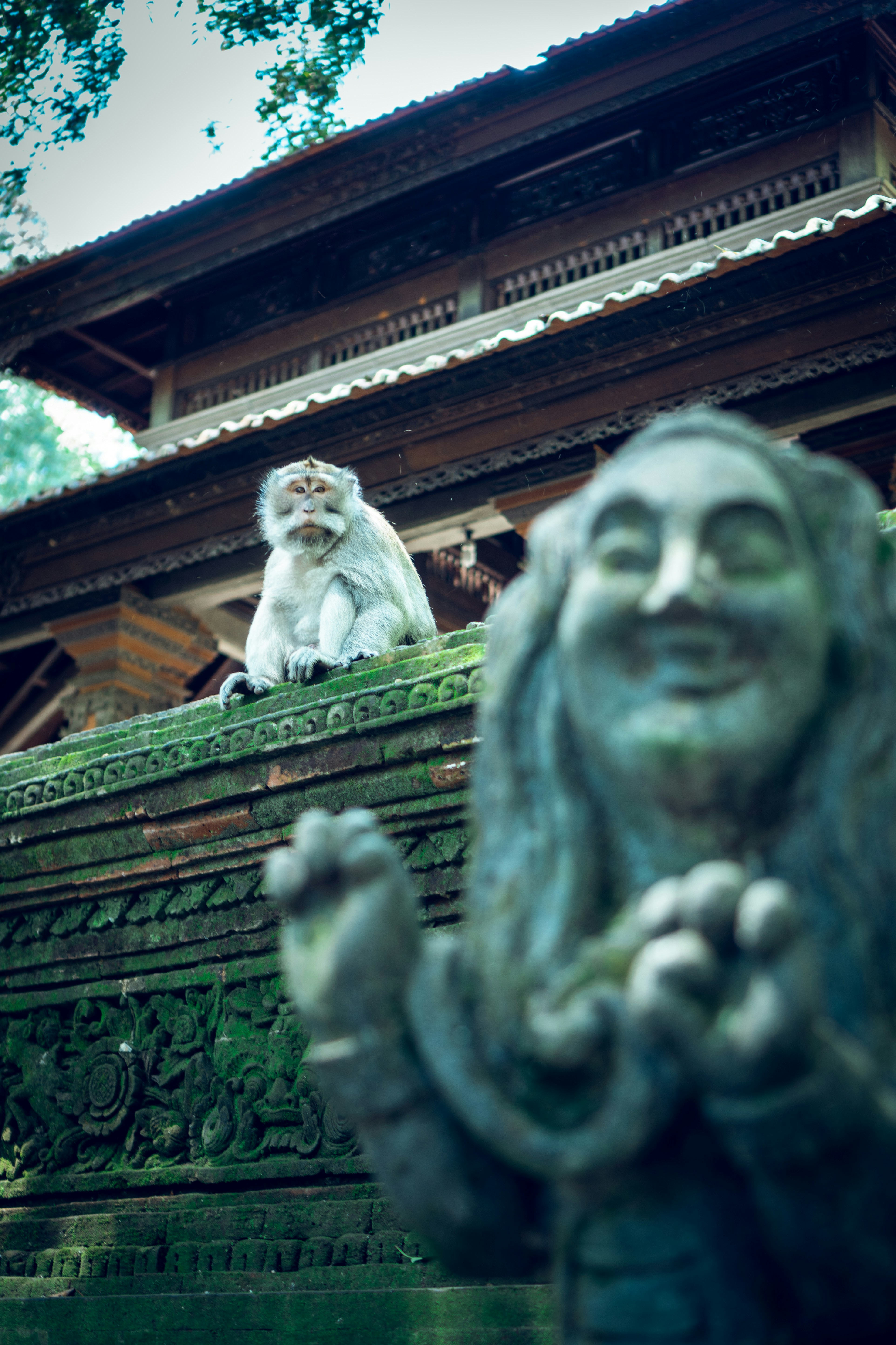 brown monkey