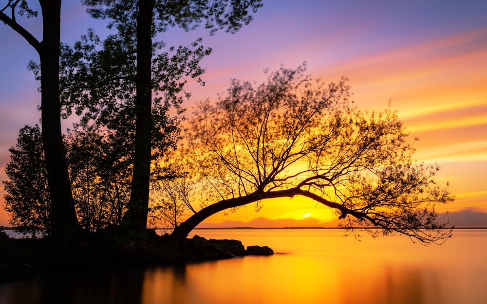 tree during golden hour