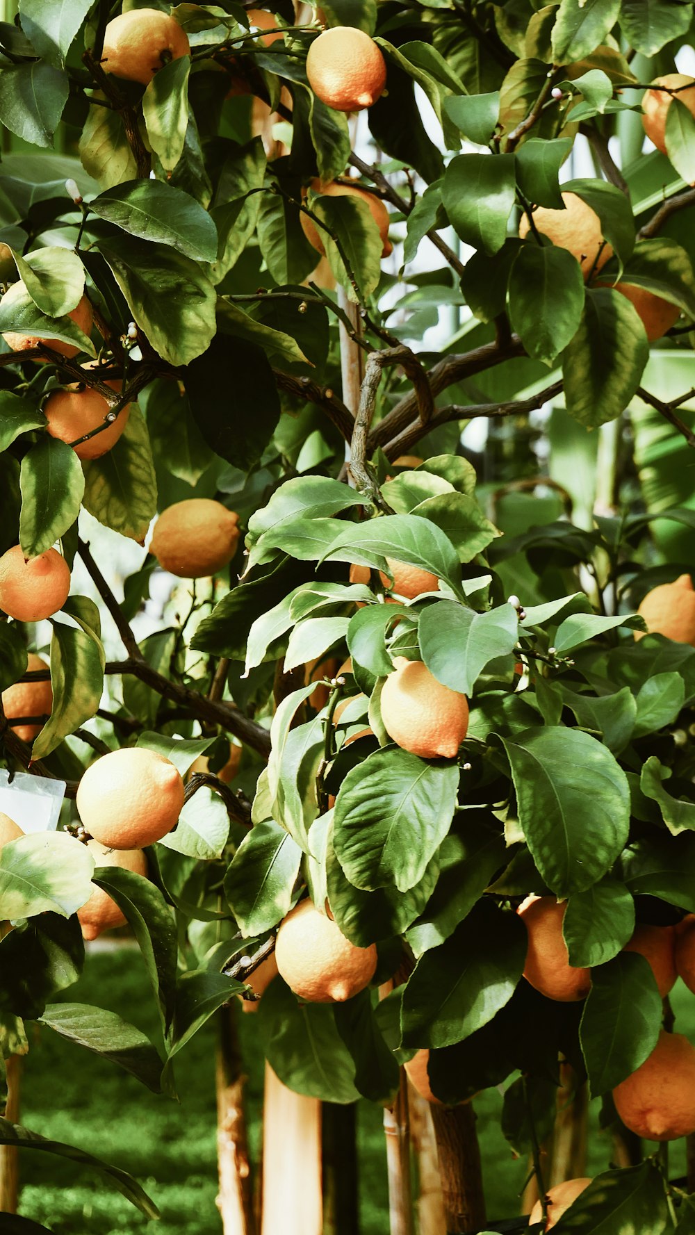 orange fruit