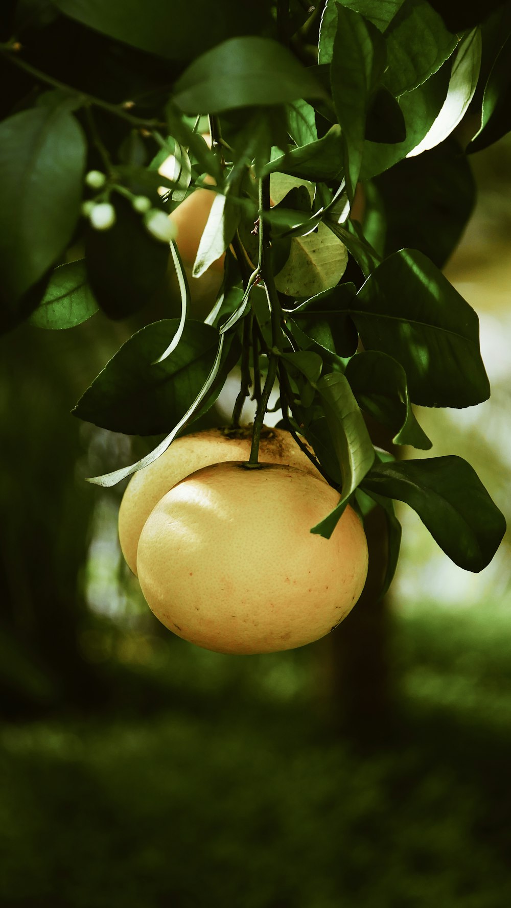 round yellow fruit