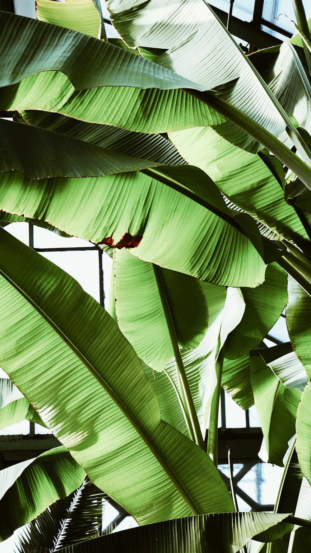 banana plant