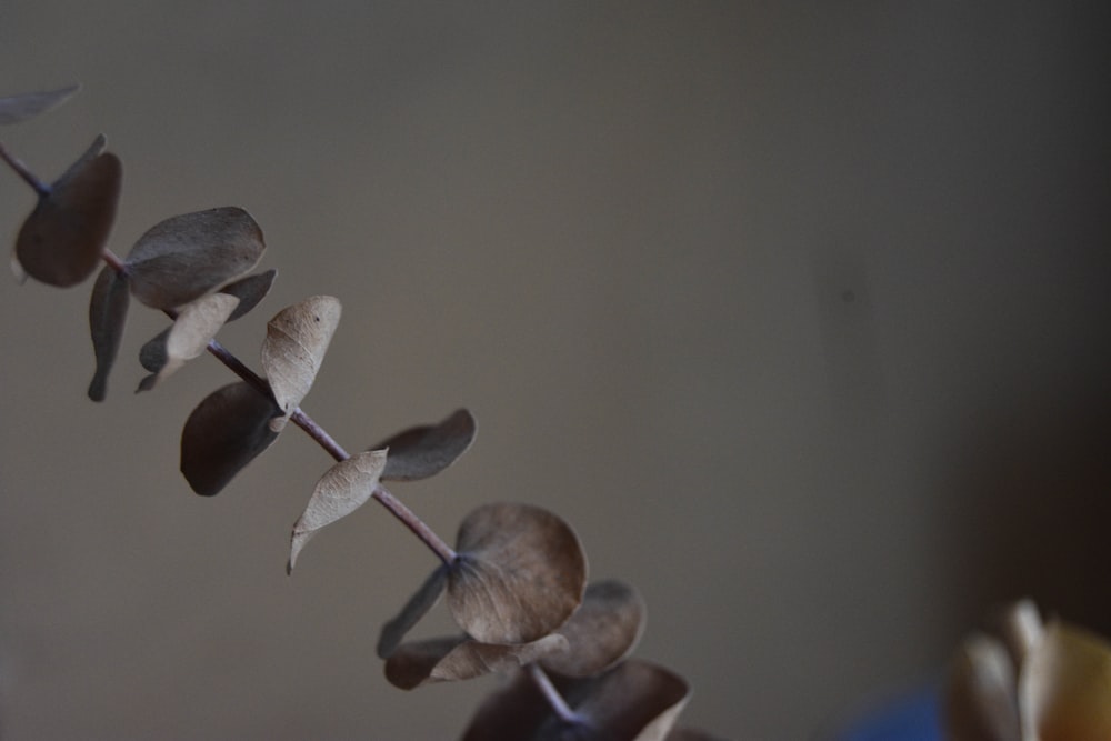 a close up of a bunch of leaves on a stick