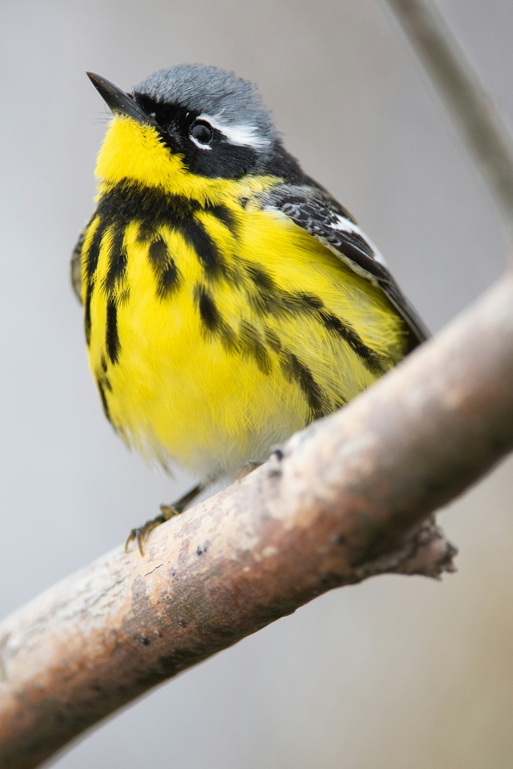 yellow bird ion branch