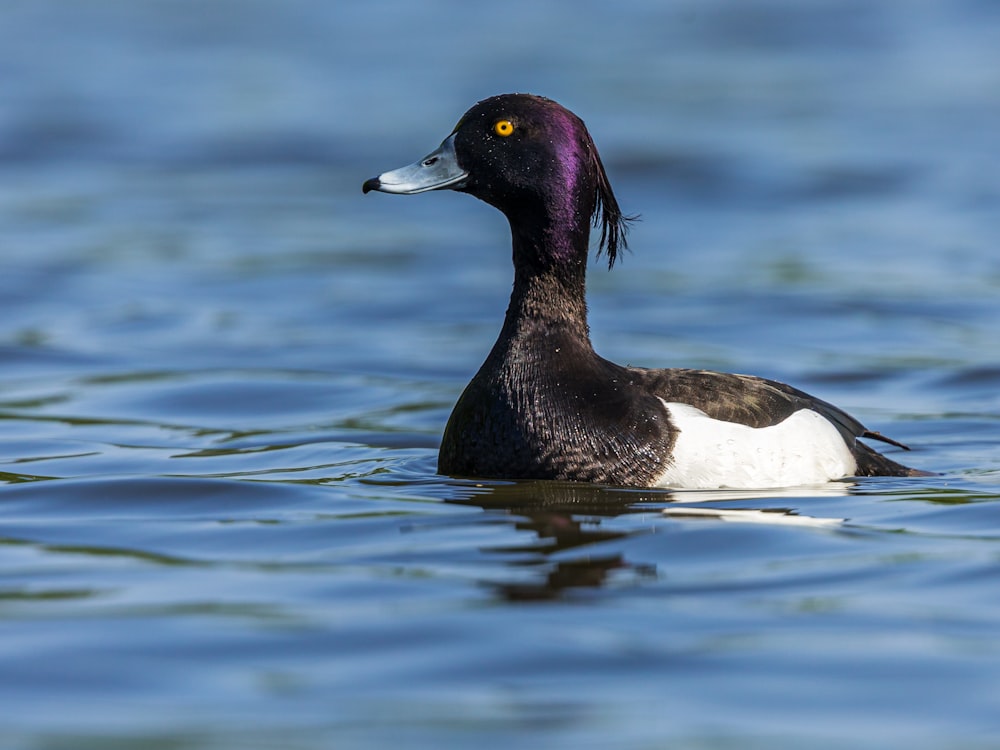 closeup photo of white and black duck in body of water