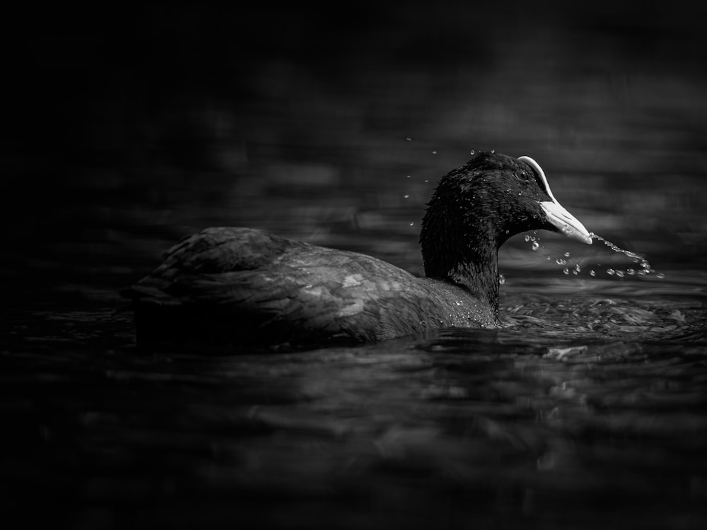 duck on body of water