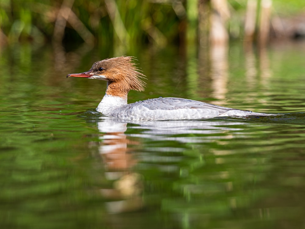 selective focus photography of white and gray duck on body of water