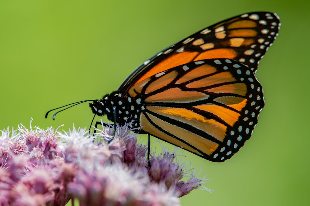 orange and black butterfly on flower