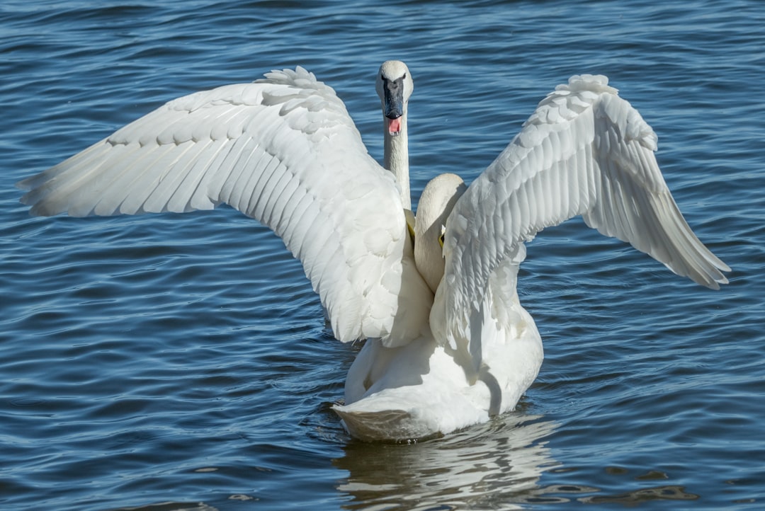 swan floating on water