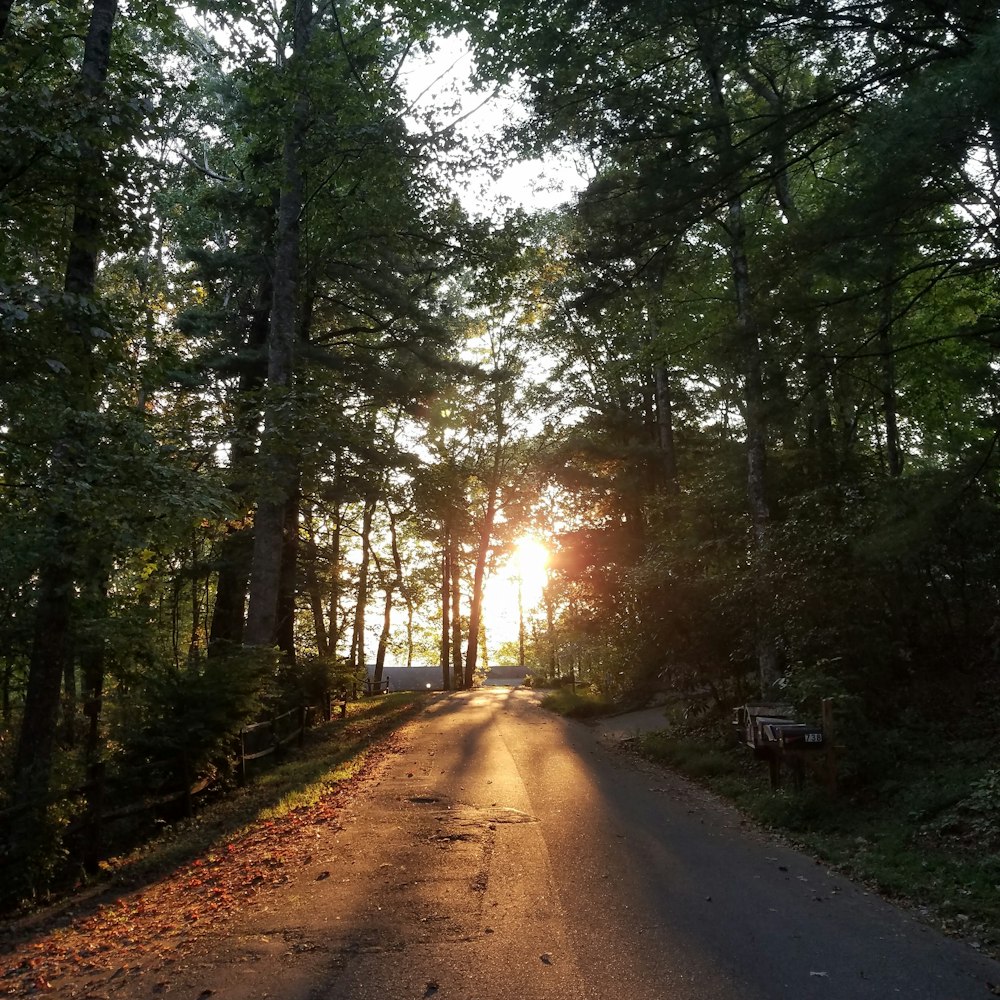 forest during golden hour