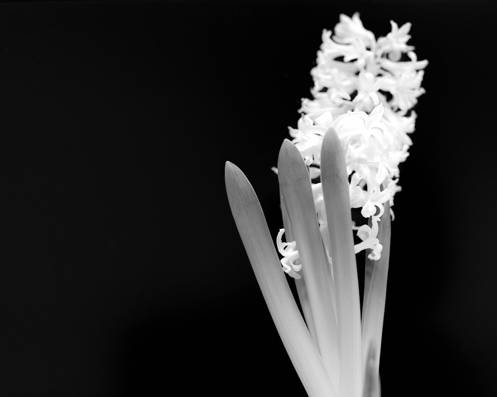 grayscale photo of petaled flowers