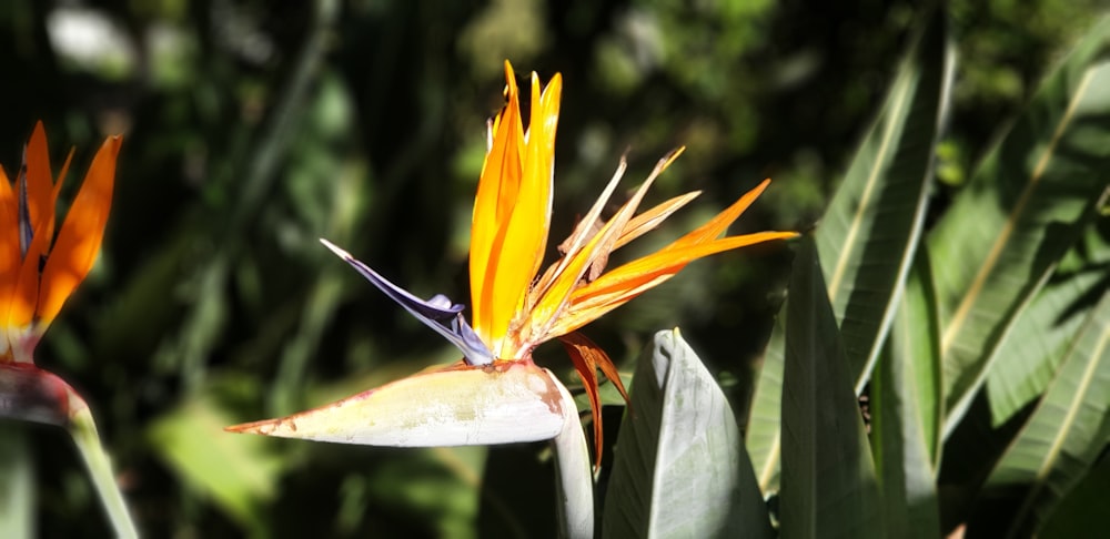 yellow-petaled flower