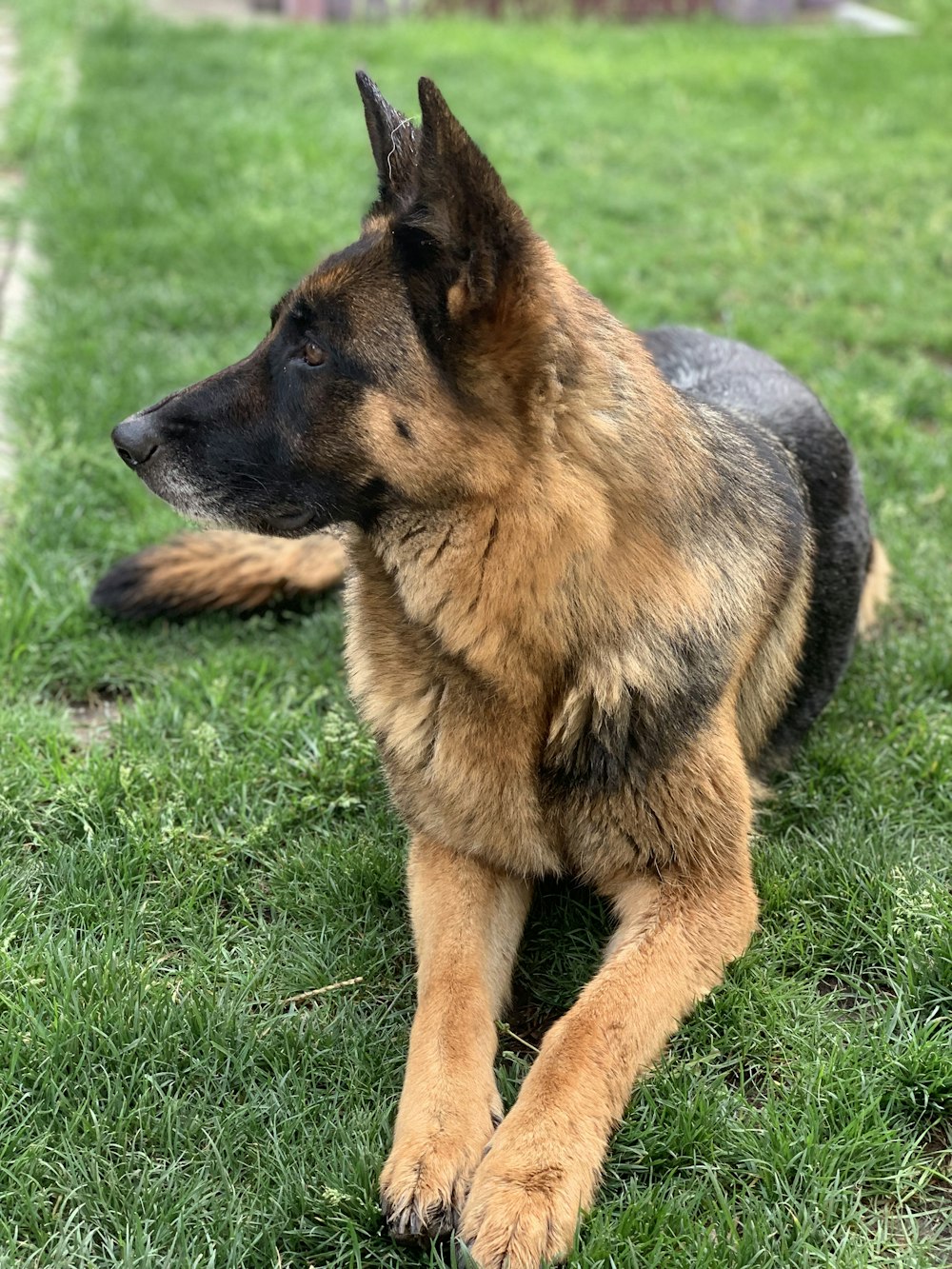 a german shepherd dog laying in the grass