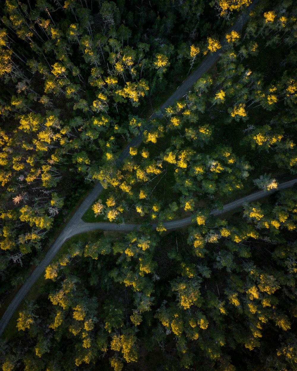 strada in mezzo alla foresta durante il giorno