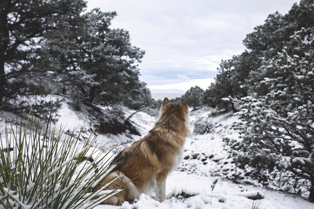 雪の中の木の近くの茶色の犬