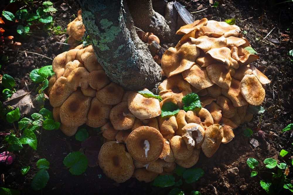 brown mushroom under tree