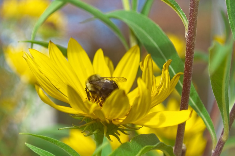 closeup photo of bee perching on yellow flower