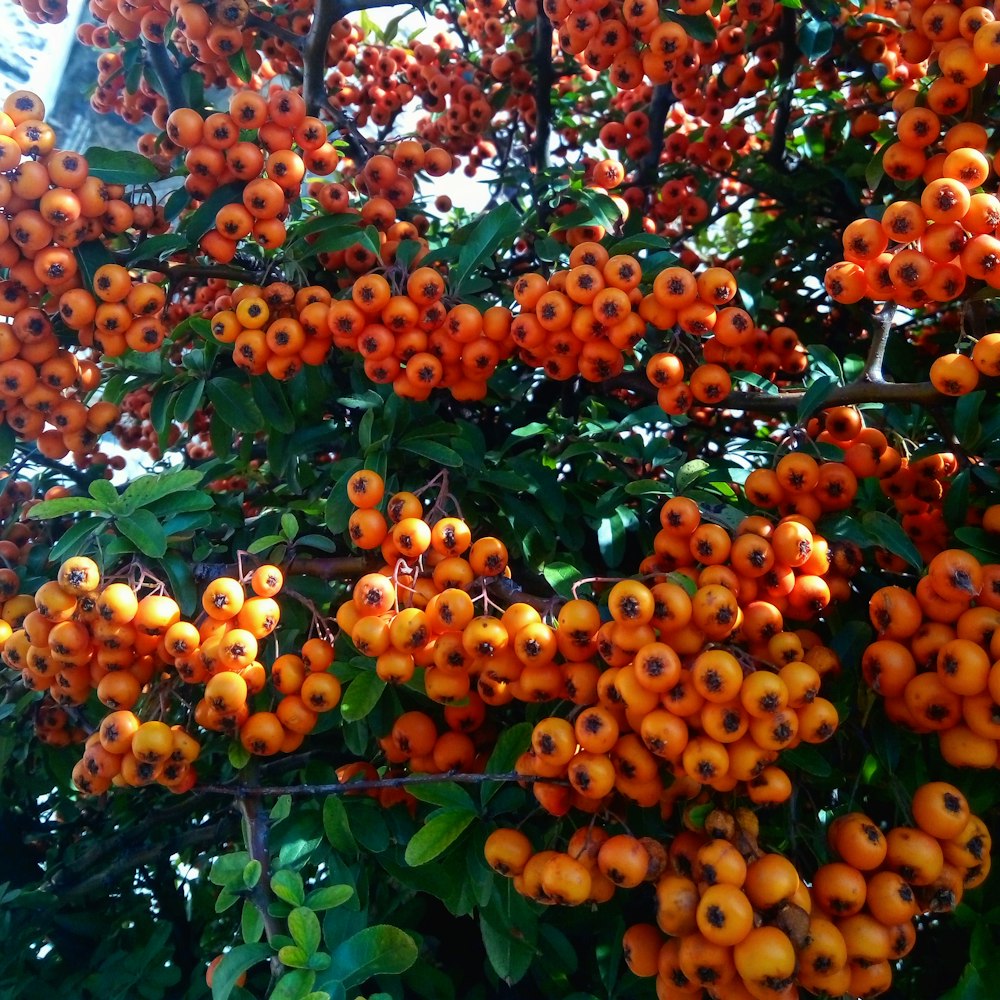 bunch of orange fruit