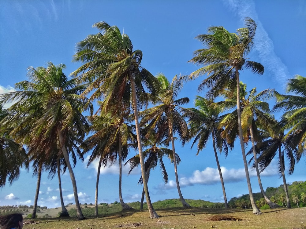 푸른 하늘 아래 코코넛 나무